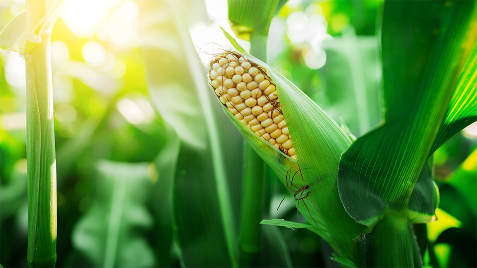 Food Commodities Market Conjuncture