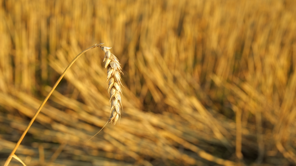 Current Food Commodities Market Trend