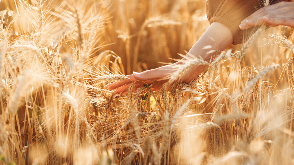 Focus: GMO Wheat