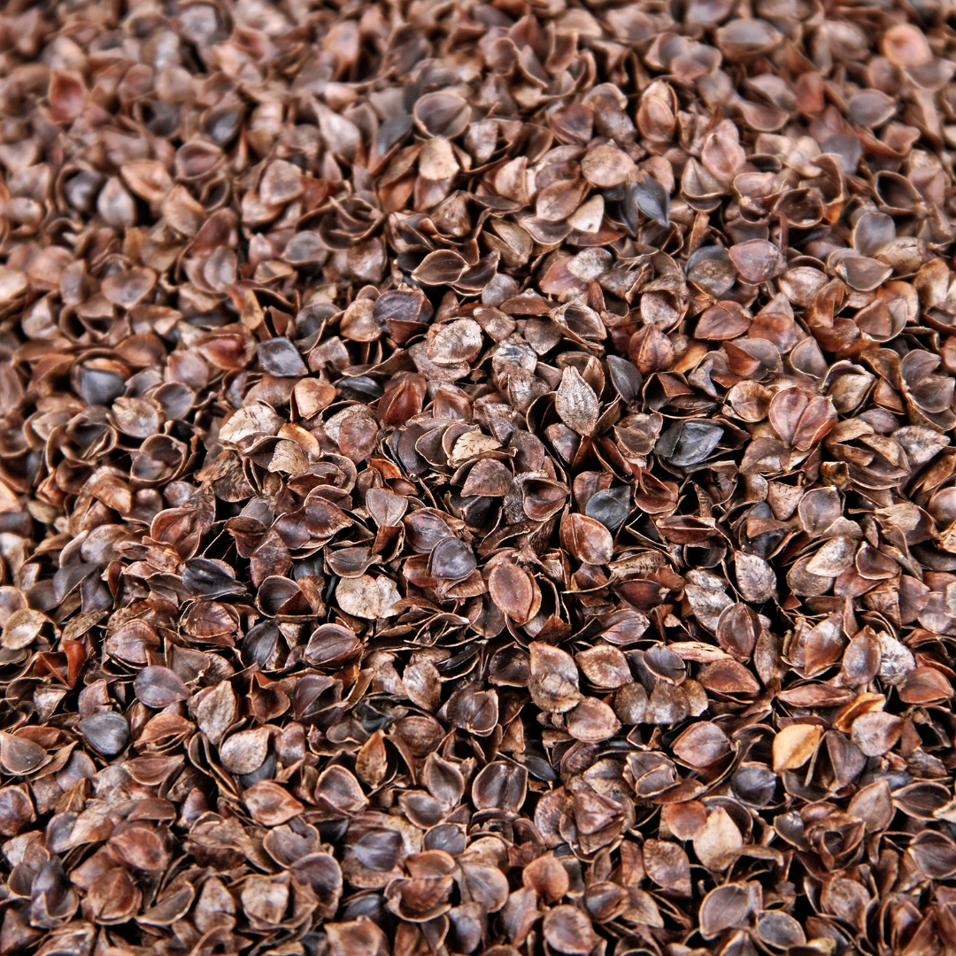 Buckwheat Husk