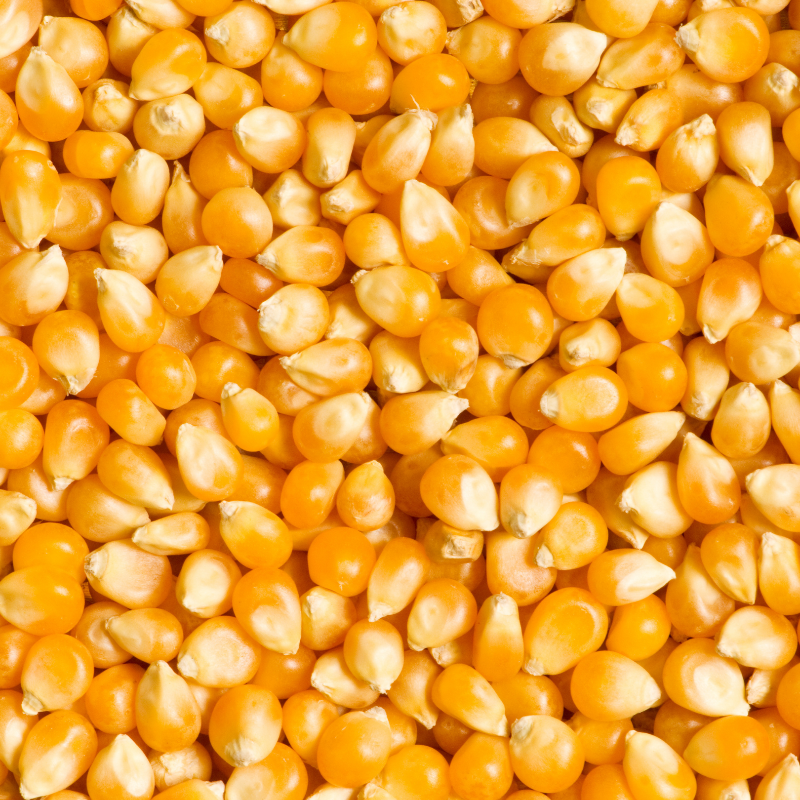 CORN (3)