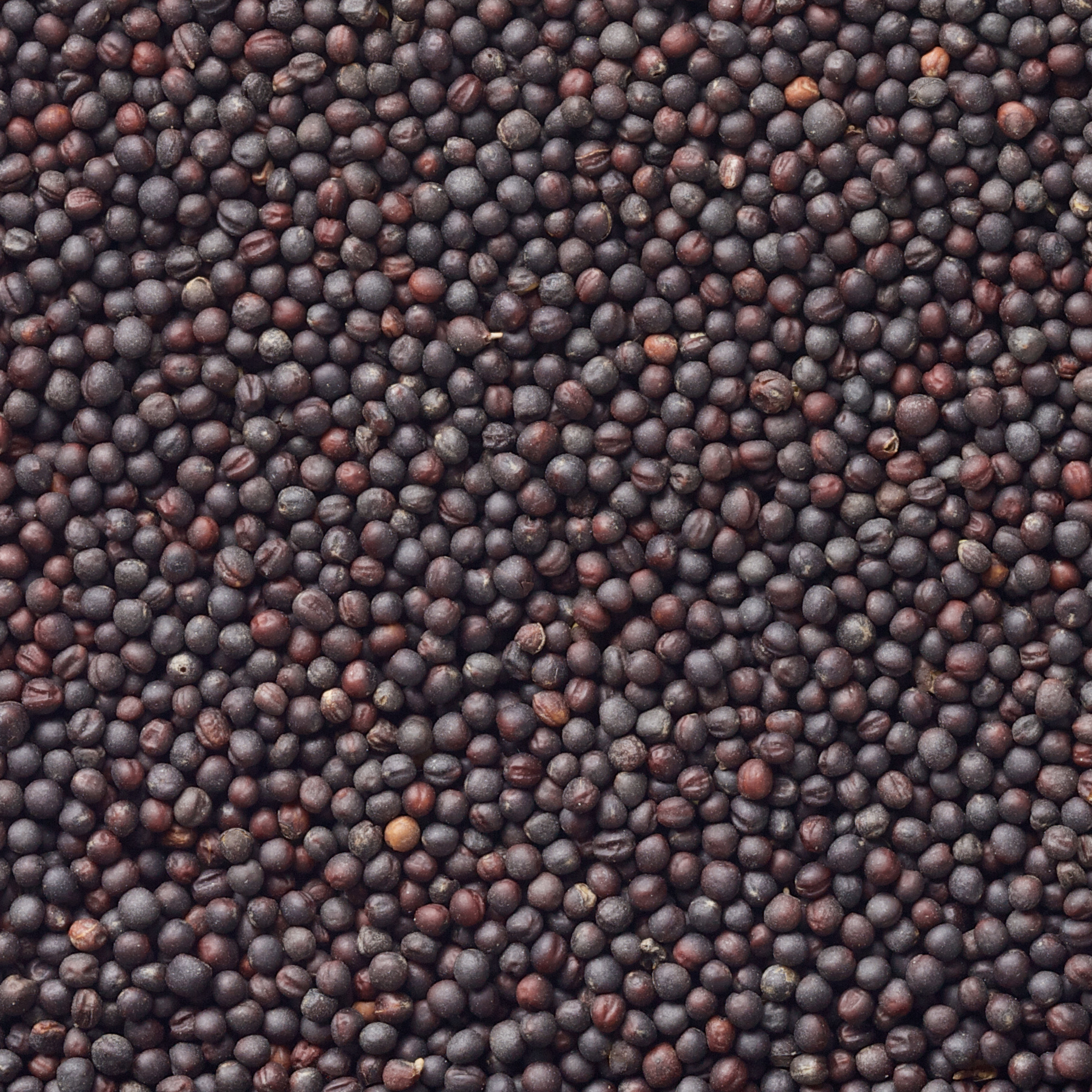 Rapeseeds