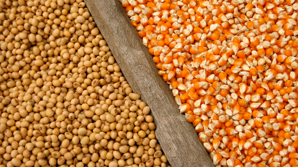 Crop Markets and Trade Trends