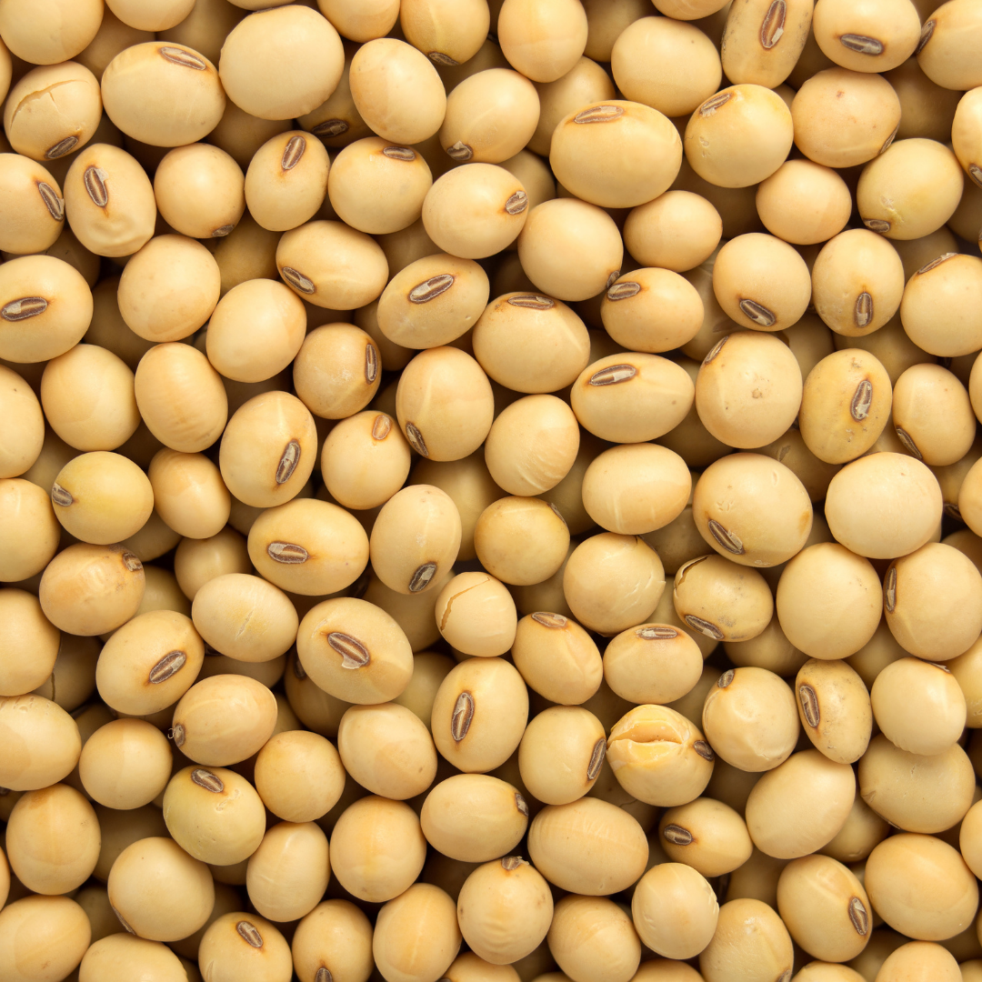 Soybean